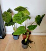Twee Alocasia en één Philodendron., Ophalen, Halfschaduw, Minder dan 100 cm