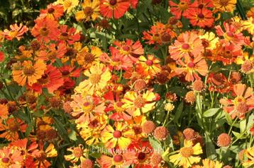 Zaden Helenium Little Orange beschikbaar voor biedingen