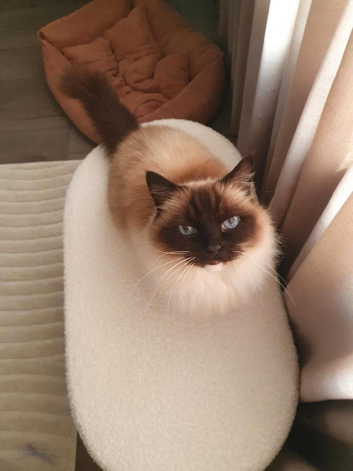 De aller liefste ragdoll zoekt een goed huisje, Dieren en Toebehoren, Katten en Kittens | Raskatten | Langhaar, Poes