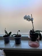 Plants, Ophalen, Overige soorten, In pot, Minder dan 100 cm