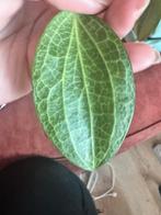 Hoya persicina stekje - vers geknipt!, Ophalen of Verzenden, Halfschaduw, Minder dan 100 cm