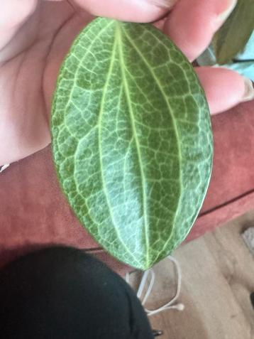Hoya persicina stekje - vers geknipt! beschikbaar voor biedingen
