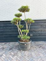 Olijfboom pon pon, Tuin en Terras, Planten | Bomen, 100 tot 250 cm, Olijfboom, Zomer, Ophalen