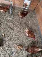 5 slacht/soepkippen, Dieren en Toebehoren, Pluimvee, Vrouwelijk, Kip