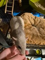 2 mannetjes ratten., Dieren en Toebehoren, Rat, Meerdere dieren, Tam, Oktober