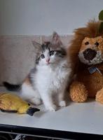 Mooie,lieve siberische kittens ️nog 3 poesjes en 1 katertje, Dieren en Toebehoren, Katten en Kittens | Raskatten | Langhaar, Meerdere dieren