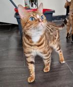 Opzoek naar een nieuw huisje, Dieren en Toebehoren, Kater