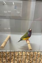 Gouldamadine, Dieren en Toebehoren, Vogels | Overige Vogels, Mannelijk, Tropenvogel, Geringd