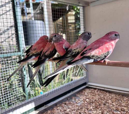 Bourke parkiet pop, Dieren en Toebehoren, Vogels | Parkieten en Papegaaien, Parkiet, Vrouwelijk