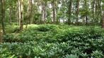 Rododendrons, Tuin en Terras, Ophalen, Rhododendron, Struik, 100 tot 250 cm