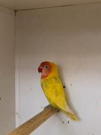 Lilianae man, Dieren en Toebehoren, Vogels | Parkieten en Papegaaien, Mannelijk, Parkiet