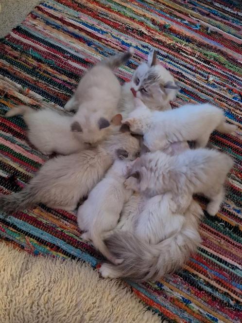 Siberische  Neva Masquerade kittens met stamboom, Dieren en Toebehoren, Katten en Kittens | Raskatten | Langhaar, Meerdere dieren
