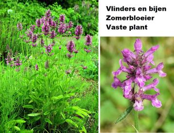 Betonie Stachys officinalis Andoorn vlinders bijen inheems beschikbaar voor biedingen