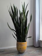 Grote Sanseveria kamerplant (1.50m hoog), Ophalen, Overige soorten, Halfschaduw, 150 tot 200 cm