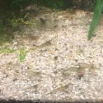 Japonica garnalen [mini], Dieren en Toebehoren, Vissen | Aquariumvissen