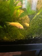 Corydora Albino, Vis, Zoetwatervis