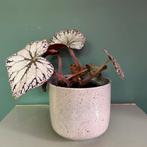 Begonia rex silver dollar kamerplant, Ophalen, Overige soorten, Minder dan 100 cm