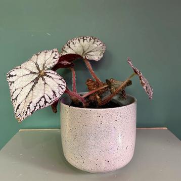 Begonia rex silver dollar kamerplant beschikbaar voor biedingen