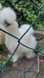 Zijdehoentjes wit, Dieren en Toebehoren, Meerdere dieren, Tropenvogel, Tam