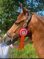 Leren halster bruin, Ophalen of Verzenden, Zo goed als nieuw, Overige soorten