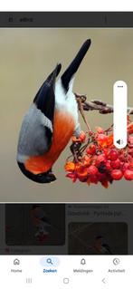 Noorse goudvink man, Mannelijk, Wildzangvogel