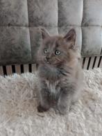 Maine Coons kittens, Meerdere dieren, Gechipt