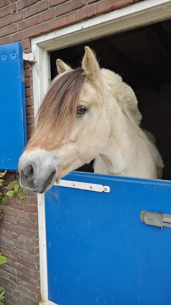 Gezocht betrouwbare verzorgster met ervaring!, Dieren en Toebehoren, Paarden en Pony's | Overige Paardenspullen, Nieuw, Dressuur