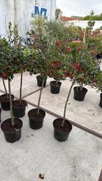 Ilex nellie R stevens nu vol in de bessen hoog 100cm stunt, Vaste plant, Halfschaduw, Herfst, Ophalen