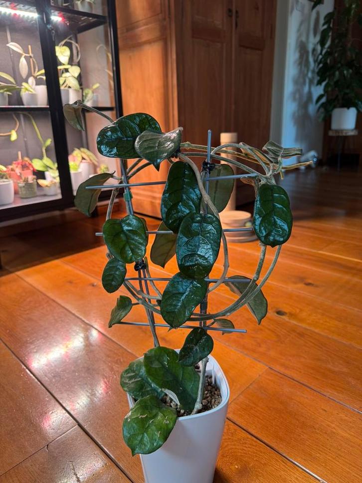 Hoya Globulosa Cao Dang, Huis en Inrichting, Kamerplanten, Minder dan 100 cm, Halfschaduw, Ophalen of Verzenden