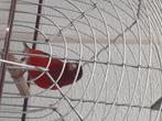 bastaard kapoetsensijs x timbrado Diep Rood man 2025, Dieren en Toebehoren, Mannelijk, Wildzangvogel, Geringd