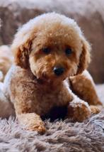Prachtige toypoedel dekreu, Dieren en Toebehoren, 1 tot 2 jaar, Eén hond, Nederland, Particulier