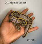 0.1 Mojave Ghost NK25, Slang, 0 tot 2 jaar
