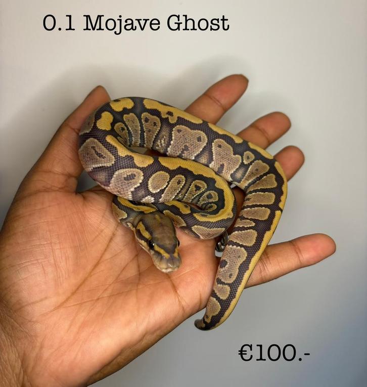 0.1 Mojave Ghost NK25, Dieren en Toebehoren, Reptielen en Amfibieën, Slang, 0 tot 2 jaar