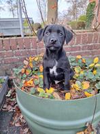 Mooie lieve x kooiker/labrador mogen met hun nieuwe baasje m, Overige rassen, CDV (hondenziekte), 8 tot 15 weken, Meerdere