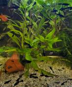 Jonge black molly's koi snakeskin guppen en platy's, Dieren en Toebehoren, Vis
