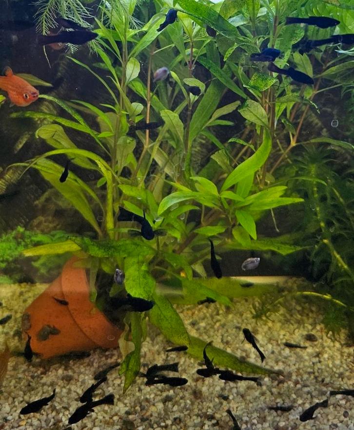 Jonge black molly's koi snakeskin guppen en platy's, Dieren en Toebehoren, Vissen | Aquariumvissen, Vis