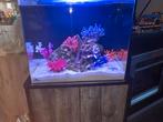 Bluemarine  reef 90 aquarium, Ophalen, Zo goed als nieuw, Leeg aquarium
