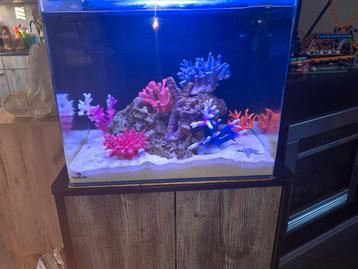 Bluemarine  reef 90 aquarium  beschikbaar voor biedingen
