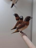 2-2 Bruinborst rietvinken, Dieren en Toebehoren, Vogels | Overige Vogels, Meerdere dieren, Tropenvogel, Geringd