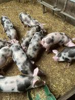 Te koop biggen Pitrain, Dieren en Toebehoren, Schapen, Geiten en Varkens, Meerdere dieren, Varken, 0 tot 2 jaar