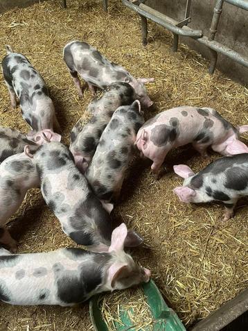 Te koop biggen Pitrain beschikbaar voor biedingen