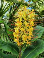 Siergember: Hedychium Gardnerianum., Volle zon, Vaste plant, Zomer, Ophalen