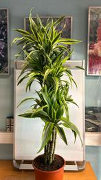 Draceana lemon lime. P27. 120cm hoog, Huis en Inrichting, Kamerplanten, Ophalen