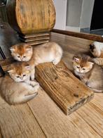 Britse korthaar golden kittens, Dieren en Toebehoren, Meerdere dieren, Ontwormd