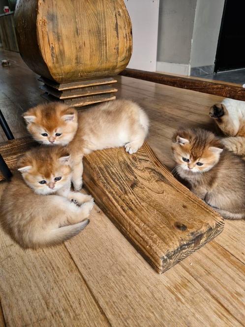 Britse korthaar golden kittens, Dieren en Toebehoren, Katten en Kittens | Raskatten | Korthaar, Meerdere dieren, Ontwormd
