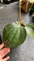 Hoya Latifolia Big leaf, Ophalen of Verzenden, Overige soorten, Minder dan 100 cm
