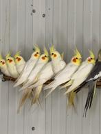 Gevraagd lutino valkparkieten, Dieren en Toebehoren, Vogels | Parkieten en Papegaaien, Meerdere dieren, Parkiet, Geringd