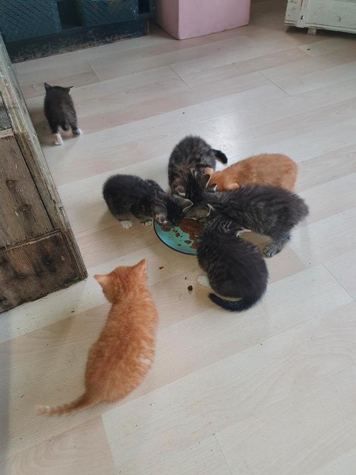 Kittens te koop, Dieren en Toebehoren, Katten en Kittens | Overige Katten, Meerdere dieren