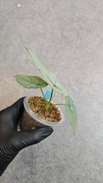 Alocasia Heterophylla Dragon Breath, Ophalen of Verzenden, Halfschaduw, Minder dan 100 cm