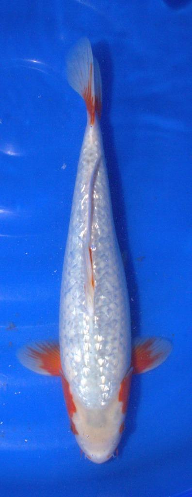 Nisai GR Yaki asag/ Yuki Asagi, Dieren en Toebehoren, Vissen | Vijvervissen, Karper of Koi